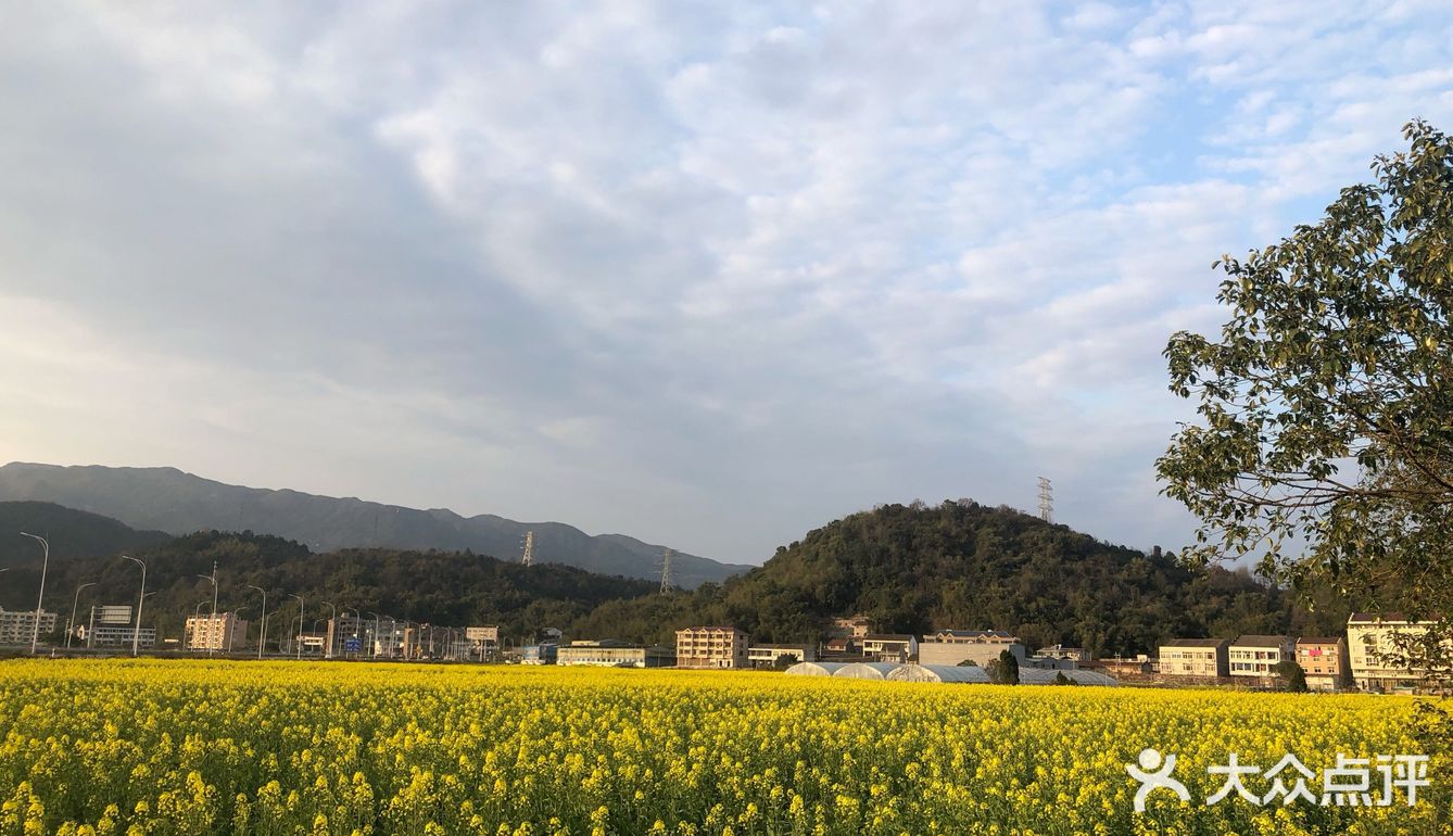 湖岭 桐浦油菜花 春季赏景好去处