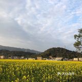 湖岭 桐浦油菜花 春季赏景好去处