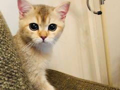-猫大福·Fortune Cat猫舍(百子湾店)