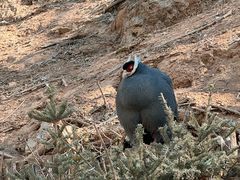 -青藏高原野生动物园
