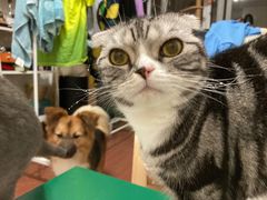 -PETKIT小佩宠物(古北店)