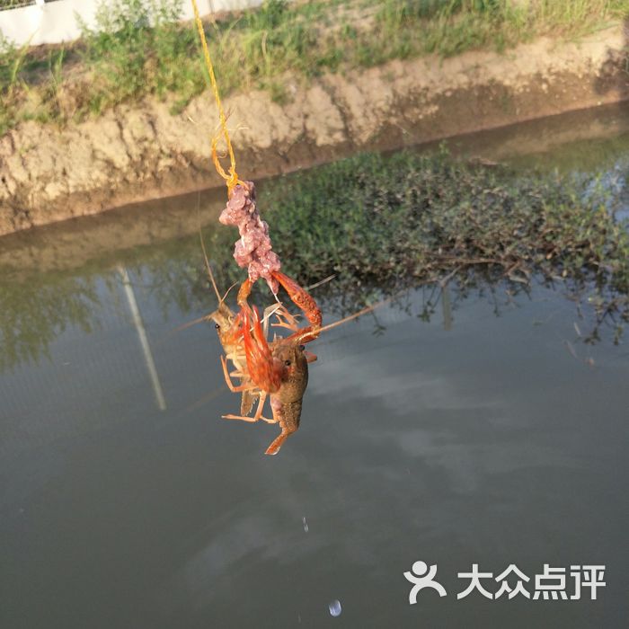 重庆钓龙虾的农家乐图片