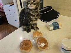 -欣宠猫屋·矮脚拿破仑·蓝金金渐层