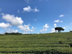-雪绿茶博物馆