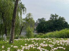 -眉山湿地公园(东坡区)