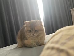 -美联众合宠物医院·爱萌分院·内外科·猫科中心