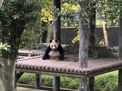 -中国大熊猫保护研究中心雅安碧峰峡基地