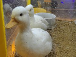 -神奇动物撸宠馆·羊驼·小浣熊·异宠(豫园店)
