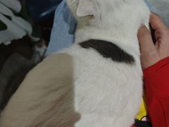 -猫小院猫主题餐厅(南锣旗舰店)