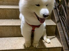 -more than meow吴止猫主题餐厅(承德 中船汇店)