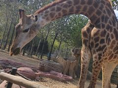 -大连森林动物园