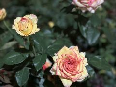 -海心沙亚运公园