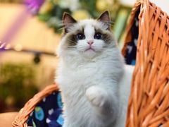 -Bastet sally猫舍购宠(静安店)