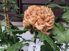 -南园(太仓市)