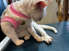 -猫小院猫主题餐厅(南锣旗舰店)