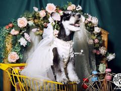 -超宠爱宠物摄影-Super pet