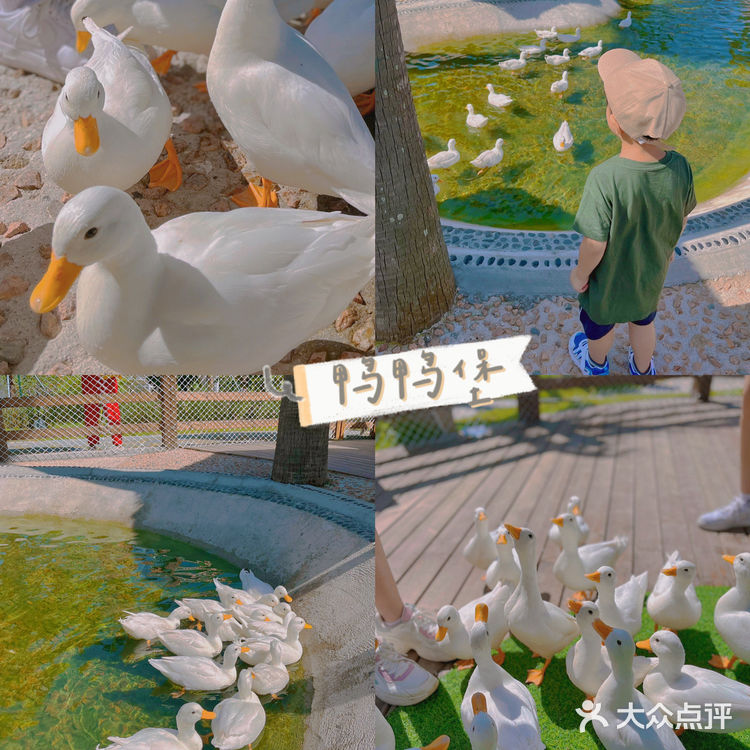 珠海旅游｜近距离接触小动物 小孩子的童话乐园