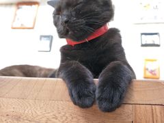 -猫小院猫主题咖啡厅(北锣店)