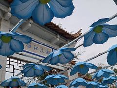 -翠湖公园