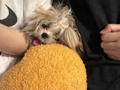 -宠爱多约克夏马尔济斯泰迪小型犬专卖