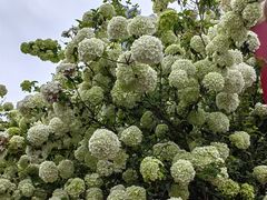 -大龙山(地铁站)