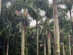 -深圳仙湖植物园