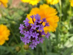 -石井坡(地铁站)