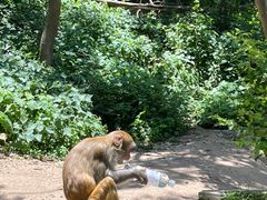 -黔灵山公园