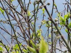 -广州市流溪河国家森林公园