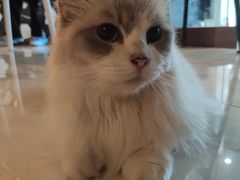 -猫爷宠物生活馆·撸猫馆