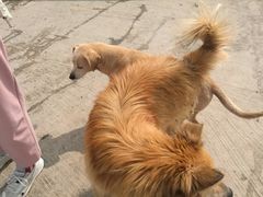 -成都爱之家动物救助中心