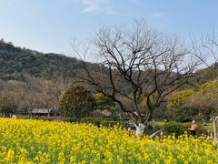 -八卦田遗址公园