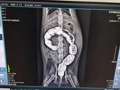 -喜多萌中农锦绣动物医院24H·猫科·牙科MRI·CT