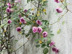 -艺圃