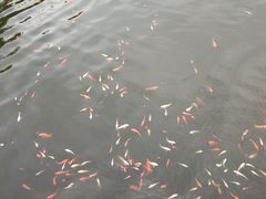 -圣爵菲斯大酒店(长沙世界之窗店)