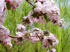 -海棠花溪(元大都城垣遗址公园)