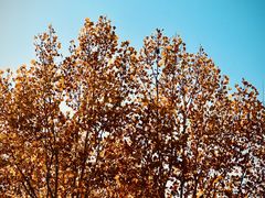 -合肥滨湖国家森林公园