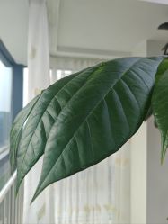 -HEYAN荷妍专业脱毛连锁机构