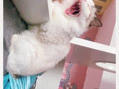 -Bastet sally猫舍购宠(静安店)