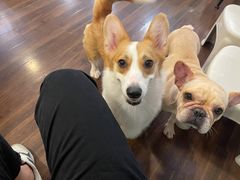 -柯斗斗主题餐厅·狗咖·围炉煮茶·茶饮(国瑞升平里店)