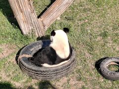 -沈阳森林动物园