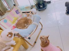 -e嘉宠物店(北大街店)