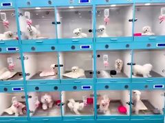 -萌宠之家·腊肠犬·马尔泰·小体犬舍