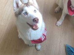 -Husky Go! 哈士奇体验馆·宠物咖啡厅狗咖