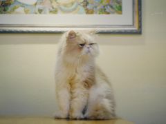 -more than meow吴止猫主题餐厅(承德 中船汇店)