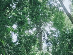 -西双版纳原始森林公园