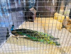 -酷嗒动物文化乐园(cutezoo西溪乐天城店)