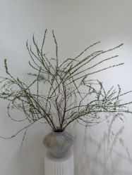 -安那般那皮肤年轻化ANAPANA