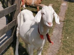 -前小桔亲子创意农场·草莓采摘·露营烧烤