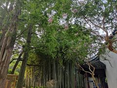 -上海醉白池公园